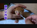 子猫は男の子だと…お股を見なくても分かる動画です【生後十六日目-3 赤ちゃん猫 目薬中】