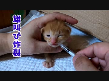 子猫は男の子だと…お股を見なくても分かる動画です【生後十六日目-3 赤ちゃん猫 目薬中】