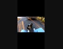 何かを必死に訴える野良猫#Shorts【野良猫】【感動猫】