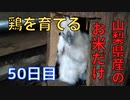 【50日目】お米だけで鶏を育てる