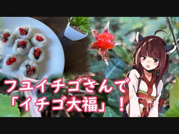 【思い切って野草を食べてみよう】#47 フユイチゴさんで「いちご大福」！