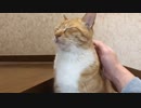 背中を摩られる猫