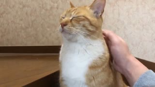 背中を摩られる猫