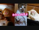 子猫が叔母猫に似てる…と言ったら母猫に怒られました【生後十六日目-4 茶トラ赤ちゃん】