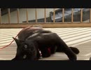 先生の脱出再現ビデオ（ベランダ編）