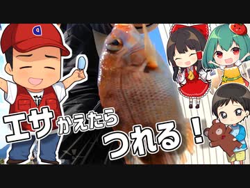 100日後に鯛を釣る旦那（2～4日目）5年間魚が釣れなかったがナニか釣れたようす！？【料理】【ゆっくり実況】