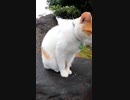 猫寺の入り口で参拝者を見守る猫様#Shorts【野良猫】【感動猫】