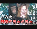 【ゆっくり解説】TVタレントの人気チンパンジーが飼い主の友人をボコボコに...トラビス