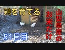 【51日目】お米だけで鶏を育てる