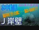 水中動画（2021年11月19日）in J岸壁