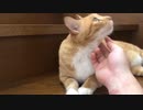 上が気になる猫