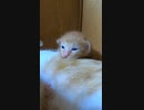 取材拒否する子猫と母猫