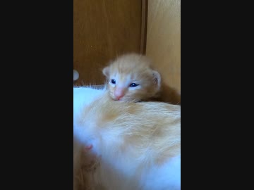 取材拒否する子猫と母猫