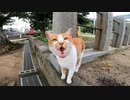お寺で寝ていた猫をナデナデすると近くのカフェに誘導された