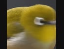メジロ自転