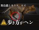 怪我した子猫の半年後に再会【野良猫】カラスとモズと対峙【野鳥】