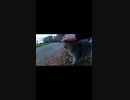 片足がない猫を救いたい#Shorts【野良猫】【感動猫】