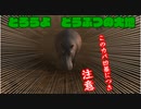 危険を顧みぬ漢、激おこカバさんを激写【AFRIKA】♯2