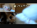 とうとう母猫が…子猫たちの撮影を拒否しました【生後十六日目-5 五匹の赤ちゃん猫】