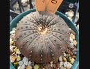 植物即売会に遊びに行ってみた♪