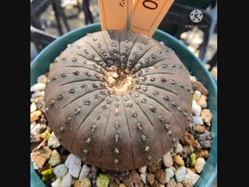 植物即売会に遊びに行ってみた♪