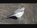 体を軽くしてから飛ぶ鳥