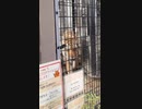 檻の中を動き回る１匹の虎 [京都市動物園 体験] (2021/11/6)