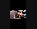 猫寺の猫様が猫語で男に語りかける#Shorts【野良猫】【感動猫】
