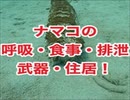 バイカナマコのお尻5つの力！呼吸・食事・排泄・武器・住居