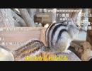 【むらまこ】日曜日なのになにしてんの？。2021年12月12日