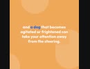 Travelling with Your Pet Dogs