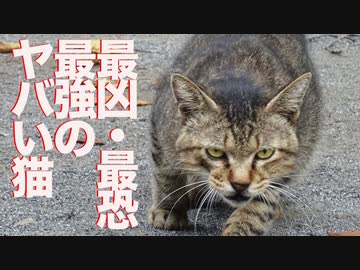 猫を狩る暴虐の猫、恐るべき変化を遂げる