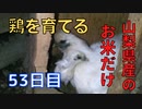 【53日目】お米だけで鶏を育てる