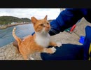 釣り人の後ろで待機中の猫を撫でると喜んで膝の上に乗ってきた