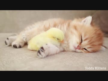 ヒヨコと子猫(=^・^=)