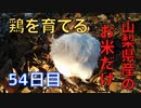 【54日目】お米だけで鶏を育てる