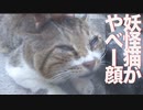 高齢ドラ猫、もはや妖怪になる