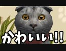 猫と遊んでみたら、かわいすぎました笑【ゆっくり実況】