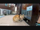 【ねこさん立入禁止】ねこ座り込み抗議中【猫島】