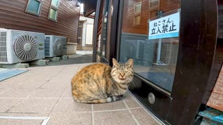 【ねこさん立入禁止】ねこ座り込み抗議中【猫島】