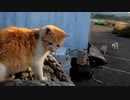親友を気にしながらも遊ぶ野良猫時代のおチビ