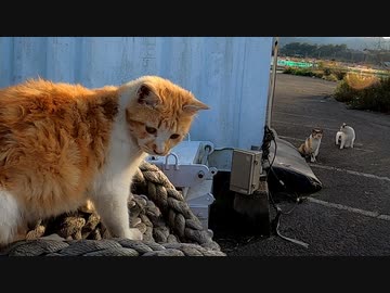 親友を気にしながらも遊ぶ野良猫時代のおチビ