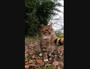 鋭い爪の猫パンチに悶絶する男#Shorts【野良猫】【感動猫】