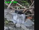 だんだん速くなる尻