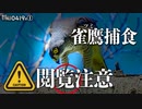 0419R閲覧注意【猛禽類タカ目の捕食】ツミに食べられるカナヘビ。カルガモの潜水。セグロセキレイが巣立った雛鳥の子育て。鳥類の瞬膜水中ゴーグル。まだいる冬鳥コガモ。コンデジ野鳥撮影＠鶴見川水系