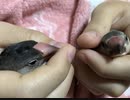 おませさん