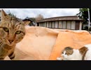 神社に猫がいたので撫でようと近づくと目の前で大喧嘩が始まった