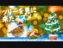 クリスマスツリーを見に来たスズメ【Merry Christmas】