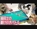 猫とゲームしていたら、猫同士の駆け引きバトルが爆誕