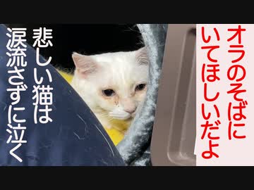 悲しい時、猫は涙を流さずに泣く